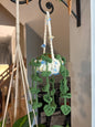 Crocheted Hanging Potted Plant